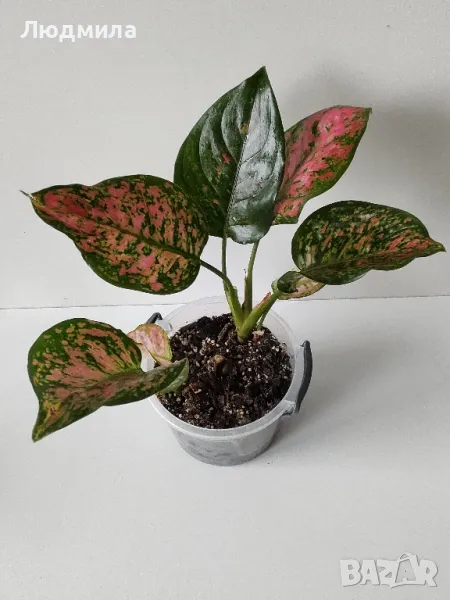 Аглаонема Споттед Стар/Aglaonema Spotted star , снимка 1