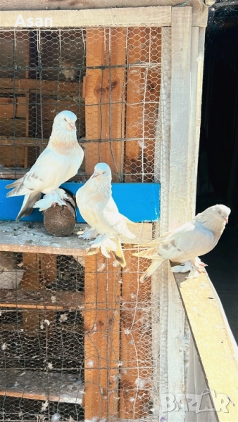 Мардини шебап , снимка 1