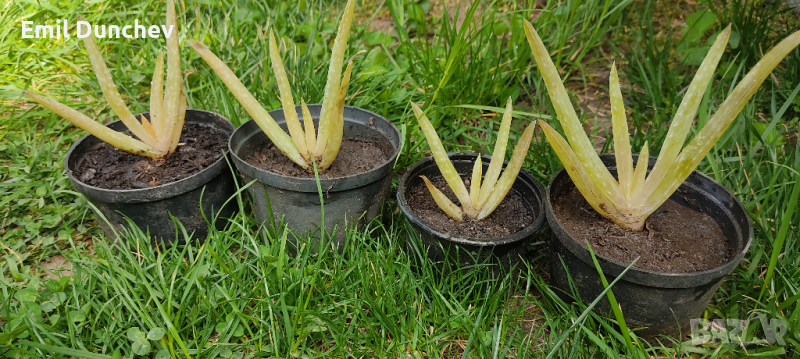 Алое Вера Aloe vera, снимка 1