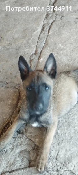 Продавам Белгийска овчарка-Малиноа.Три женски., снимка 1