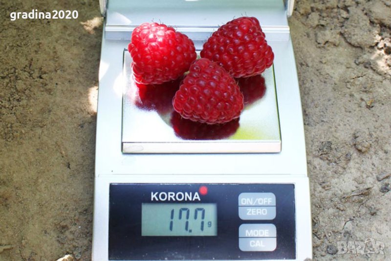 Налични 12 сорта малини, снимка 1