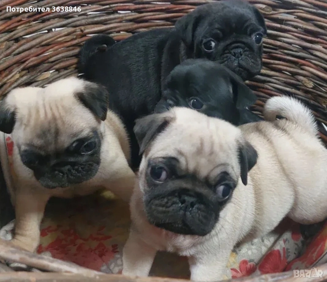 Мопс, снимка 1