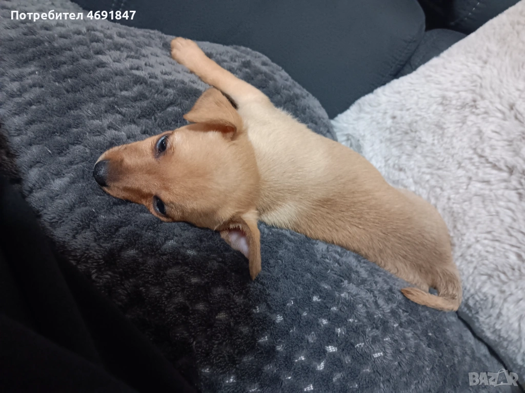 Пинчери, снимка 1