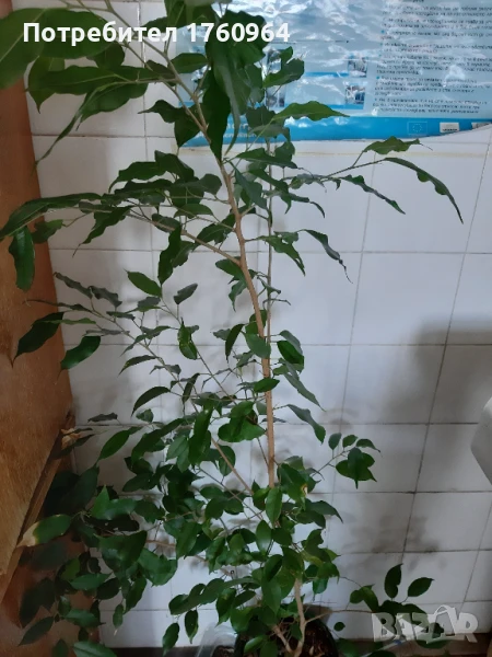 Фикус "Бенжамин", снимка 1