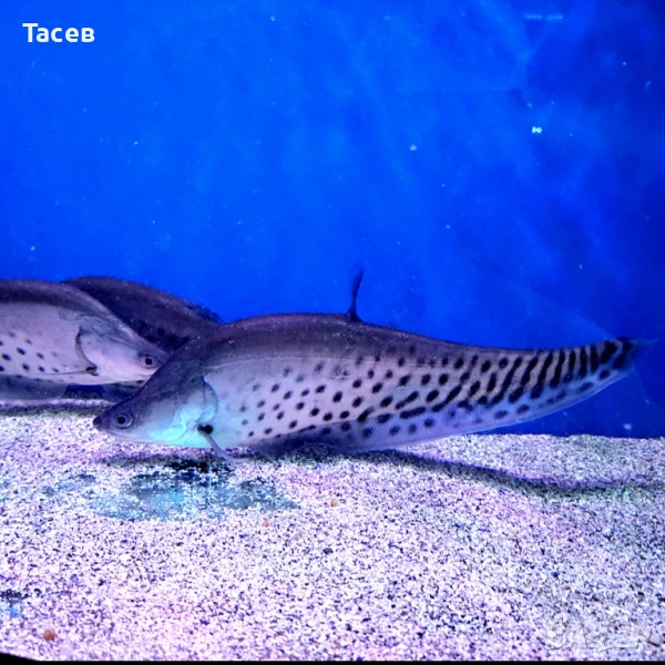 Читала роял 16см, снимка 1