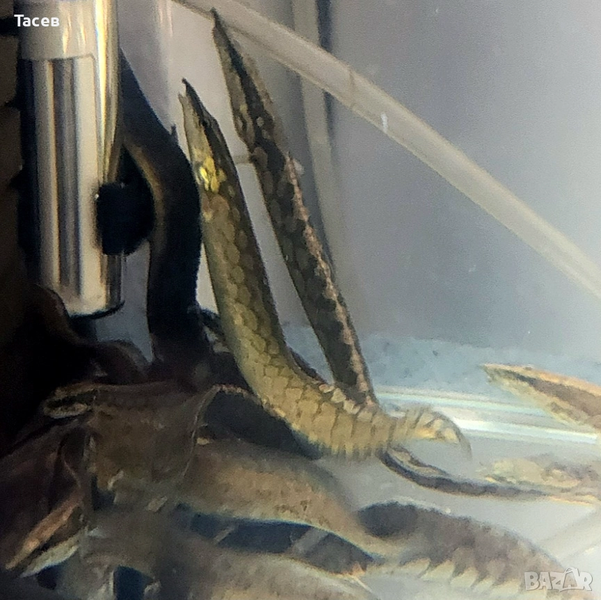 Мастацембелус арматус 18см, снимка 1