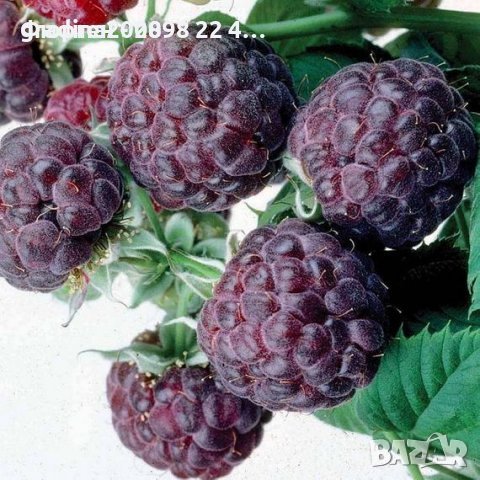 Лилава малина (Glencoe) , снимка 1