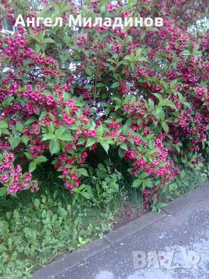 Декоративен храст- Вайгела, снимка 5 - Градински цветя и растения - 40414600
