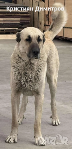 Продават се .Чистокръвни кангалчета ., снимка 3 - Кангал - 52367410