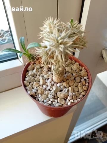 Сукуленти само за ценители, снимка 10 - Стайни растения - 35248161