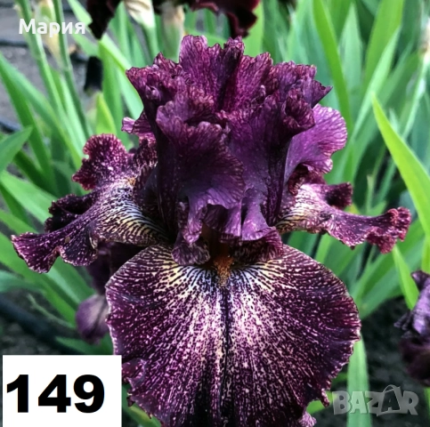 Сортови вискоки ириси /брадати ириси, снимка 4 - Градински цветя и растения - 51458720