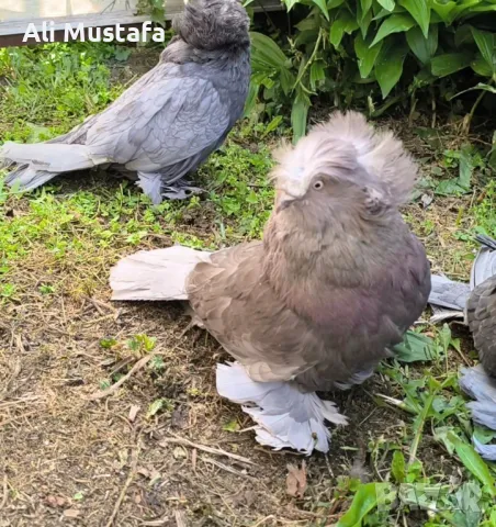 Бухари , снимка 9 - Гълъби - 48210642