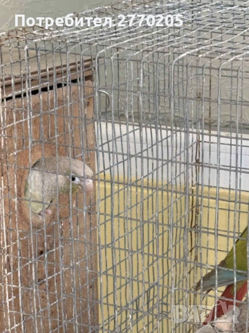 Продавам двойка перури, снимка 4 - Папагали - 53161270