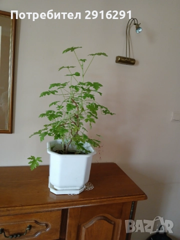 Цвете индрише, на 3 години  много здрав екземпляр, в саксия, снимка 3 - Стайни растения - 51754318