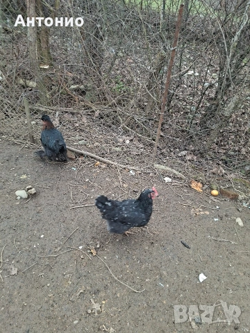 кокошки и петлета 