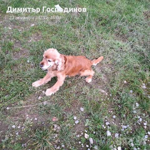 Мъжки кокер за разплод Стара Загора 