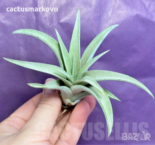 Tillandsia capitata, снимка 2 - Стайни растения - 43942051