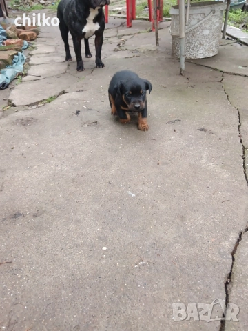 ягдтериер, снимка 4 - Ягдтериер - 52787759