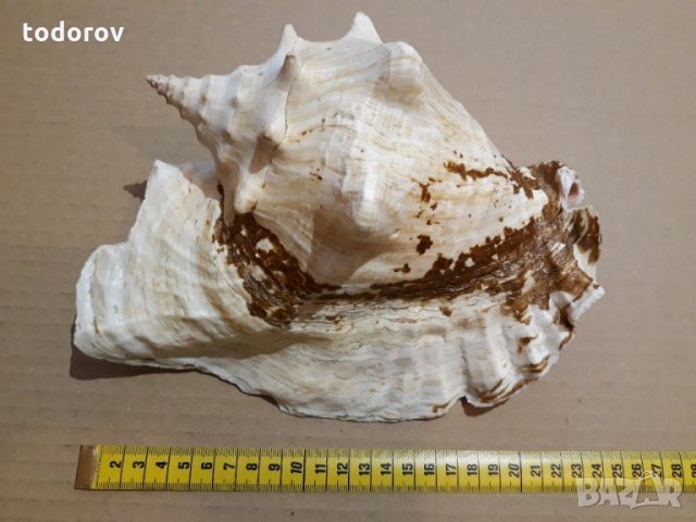 Раковина, снимка 3 - Декорация за дома - 35215590