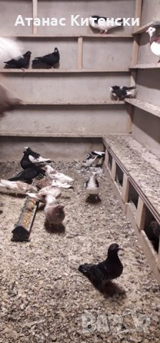 ПАЗАРДЖИШКИ ВИСОКО ЛЕТЦИ ЗА ДЪЛГОТРАЕН ВИСОК ПОЛЕТ, снимка 13 - Гълъби - 26511341