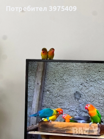 Папагали Неразделки, снимка 1