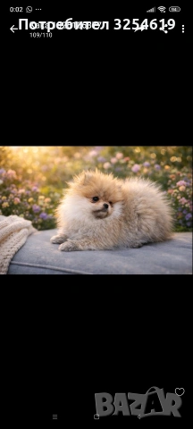 померан чистокръвен , снимка 5 - Померан - 53407980