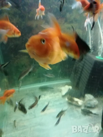 Продавам голями риба червен Папагал, анциструси, Птеригоплихт , снимка 9 - Рибки - 53234791