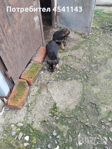 подарявам мъжки кучета, снимка 3 - Други - 52772004