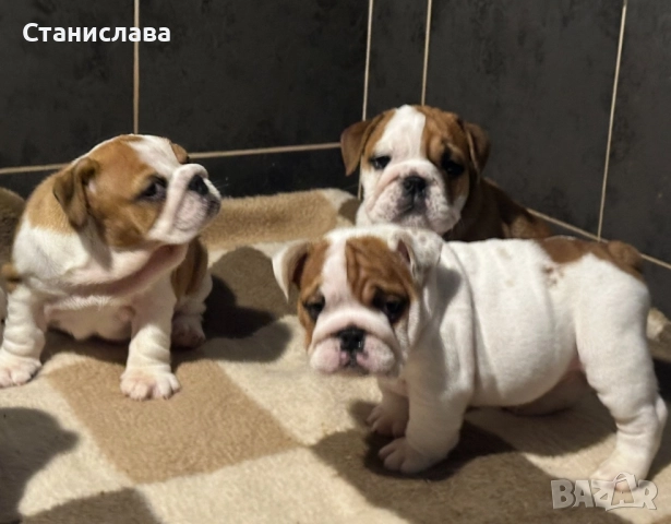Английски булдог, снимка 4 - Английски булдог - 52345083