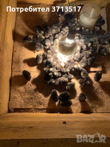  Домашни петли 12.50, снимка 9 - Кокошки и пуйки - 53255990