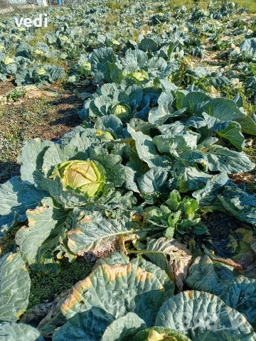 ЗЕЛЕ КЬОСЕ , снимка 2 - Разсади - 52557051