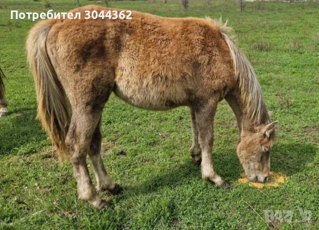 Мъжко конче , снимка 1