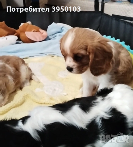 Кавалер Кинг Чарлз шпаньол момиченца 