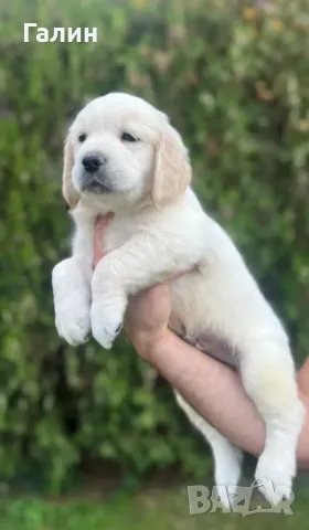 Голдън ретривър, Голдън ретривъри, снимка 3 - Голдън ретривър - 47489942
