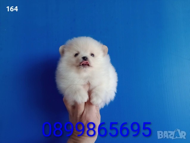 Мъжки Померан. Реални снимки от 12.01.26 г. Померани 