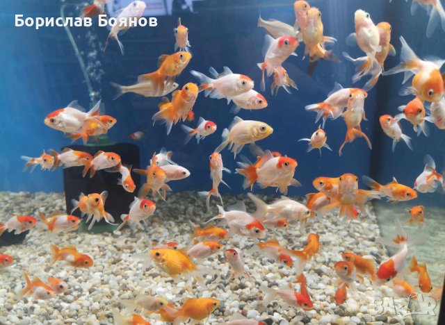 златни рибки в Рибки в гр. София - ID43103194 | Bazar.bg