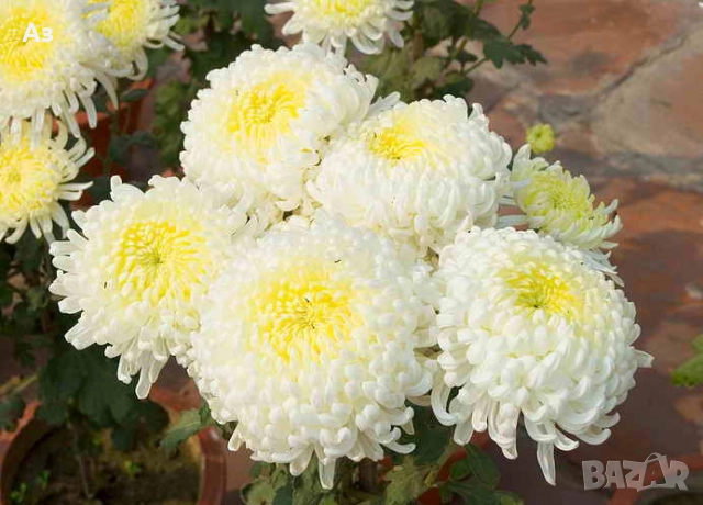 Продавам хризантеми – корени със стъбло за есенно засаждане