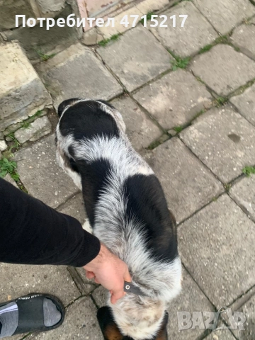 Смеска с бретон шпанйол и гонче , снимка 2 - Гонче - 53174648