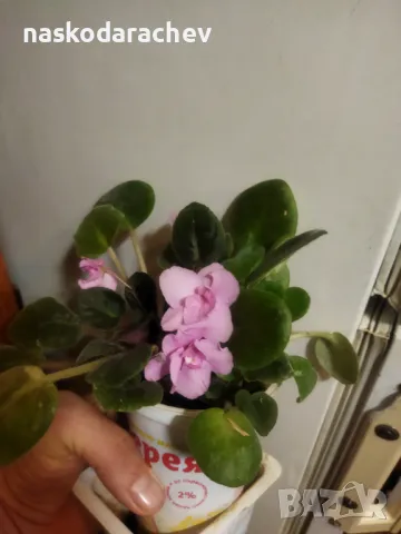 Теменужка, теменужки, сенполия розова, розов цвят 