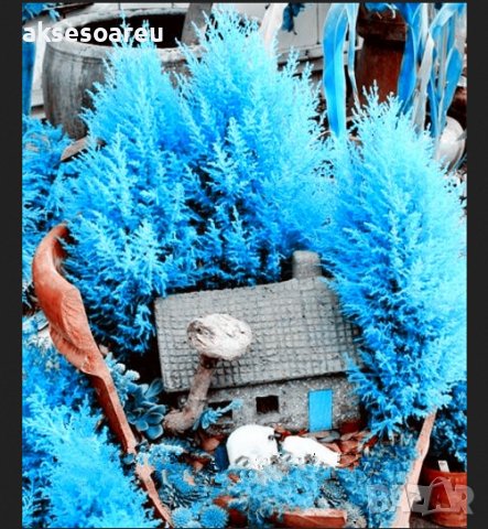 100 бр. семена кипарис синя елха бор сини иглолистни кипарисови дървета бонсай екзотични за декораци, снимка 18 - Сортови семена и луковици - 37707505
