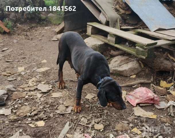 Продават се гончета , снимка 8 - Гонче - 53605190