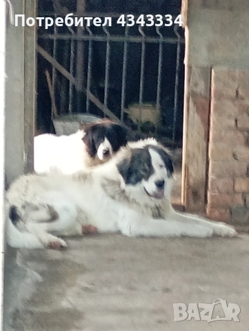 Българско овчарско куче, снимка 10 - Каракачанска овчарка - 51812904