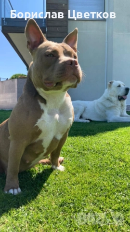 American bully pocket , снимка 7 - Други - 52962629