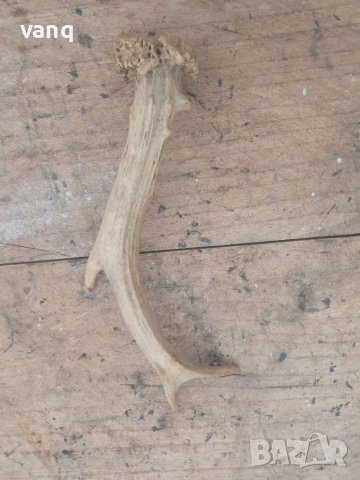 Рога от сръндак, снимка 1