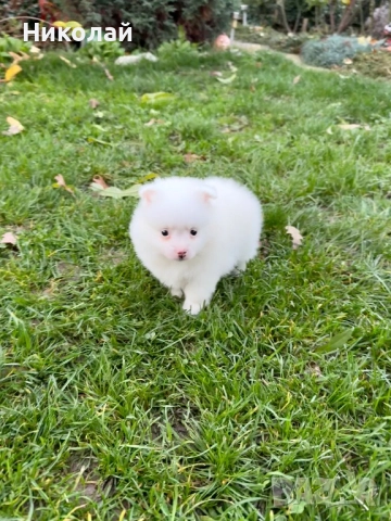 Померан мини момче. Померанче, снимка 4 - Померан - 52633667