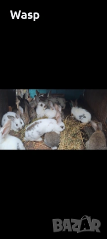 Продавам зайци