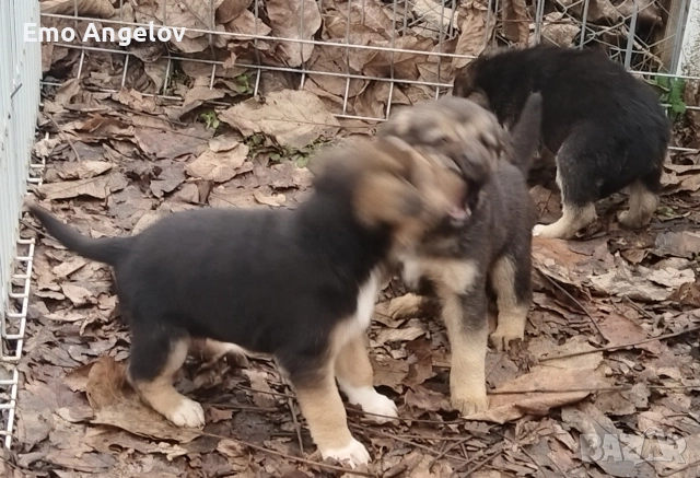 подарявам малки кученца
