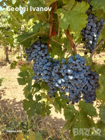 Продавам грозде Каберне Совиньон, снимка 1