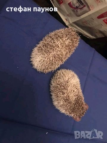 Мини таралежи, снимка 2 - Таралеж - 32989793