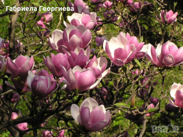 Магнолия "Соленгиана", снимка 1 - Градински цветя и растения - 44884670